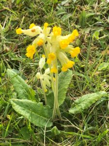 close-up-picture-of-a-cowslip-yellow-flower