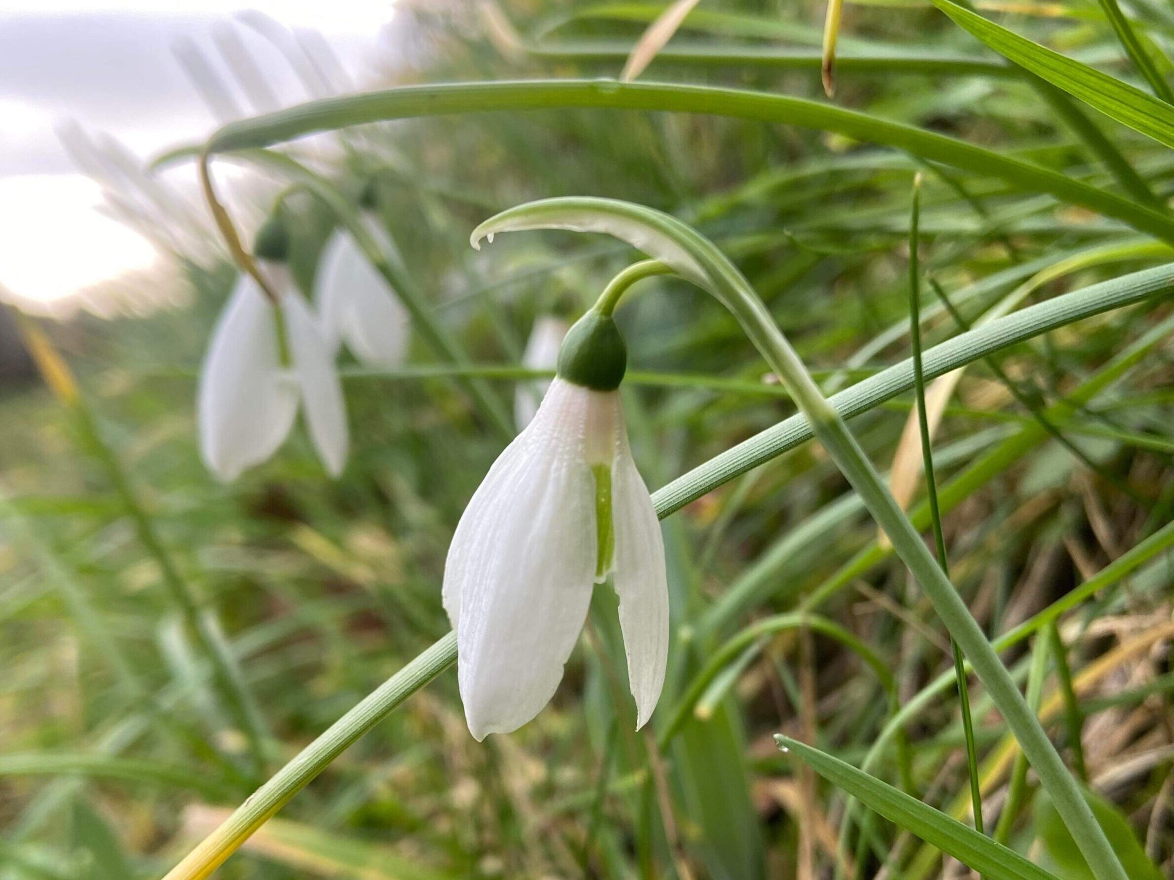 Signs of Spring