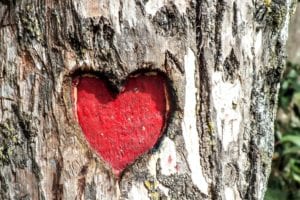 red-heart-engraved-onto-trunk-of-a-tree.