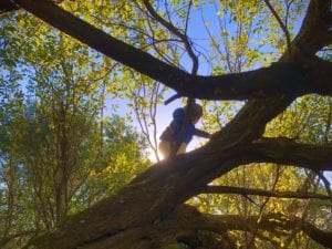 silhouette-of-boy-climbing-tree-with-sun-shining-through-behind-him.