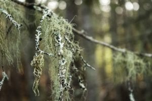 lichen-hanging-from-the-branch-of-a-tree.